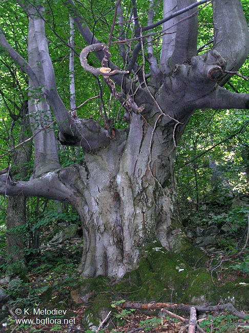 Fagus sylvatica