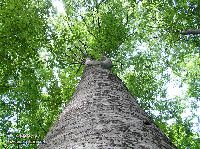 Fagus sylvatica