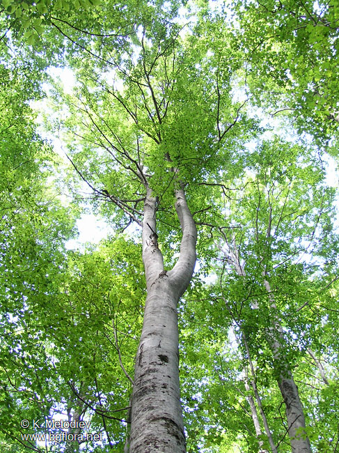 Fagus sylvatica