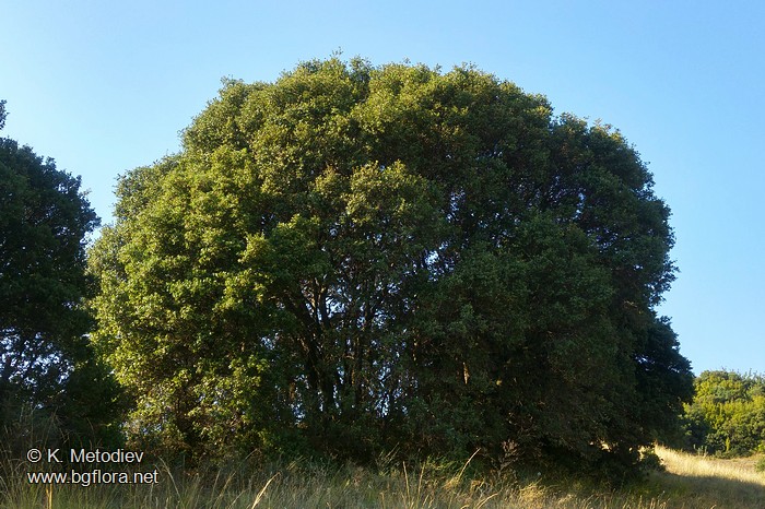 Quercus coccifera