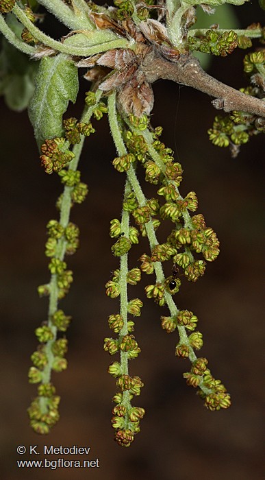 Quercus pubescens