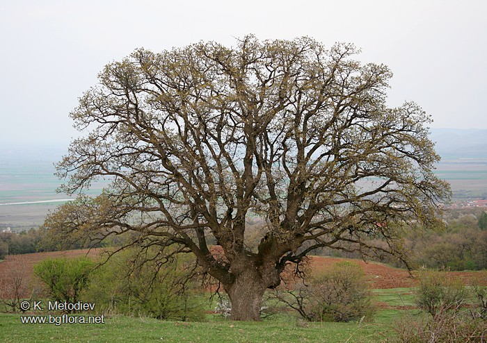 Quercus pubescens