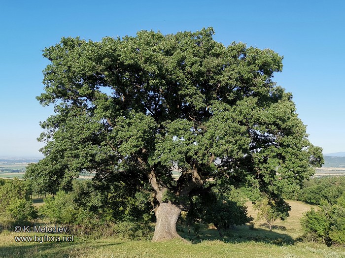 Quercus pubescens