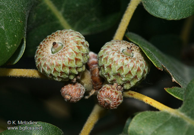 Quercus pubescens