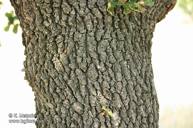Quercus pubescens