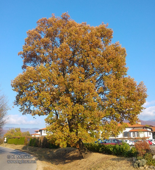 Quercus pubescens