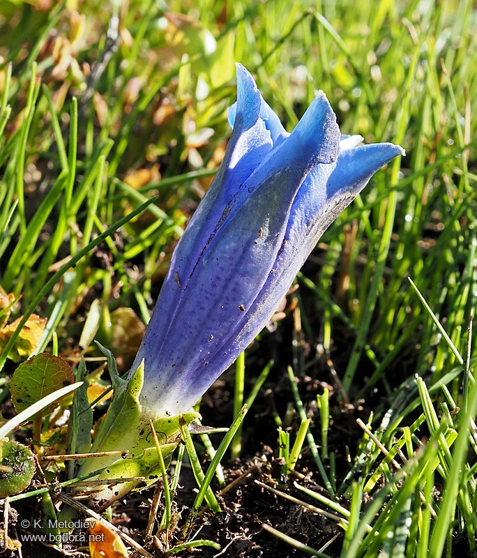 Gentiana acaulis