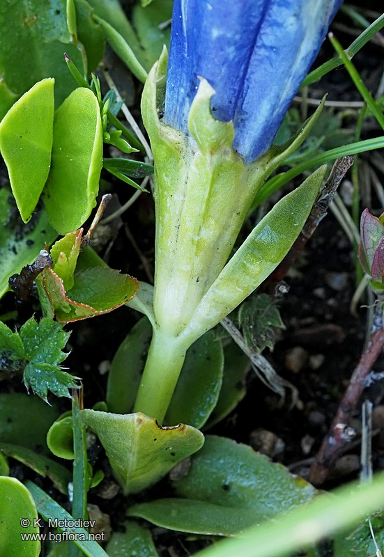 Gentiana acaulis