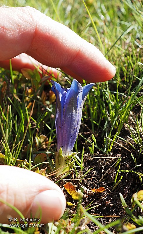 Gentiana acaulis