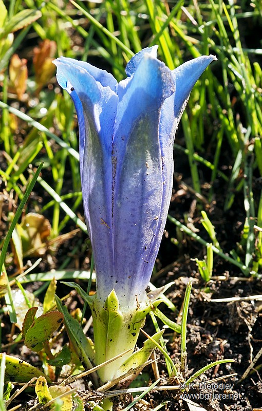 Gentiana acaulis