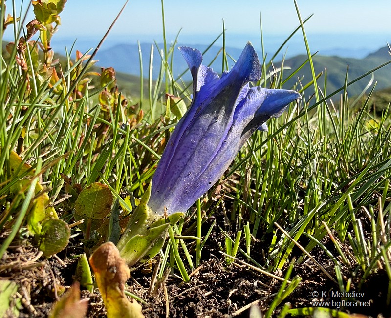 Gentiana acaulis