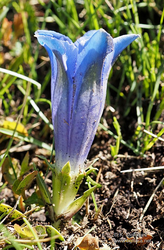 Gentiana acaulis