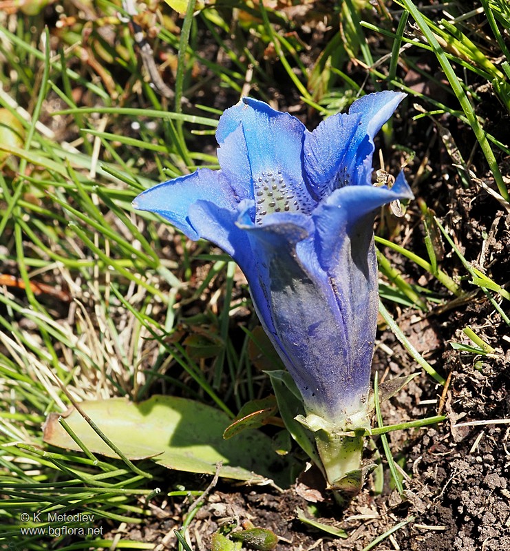 Gentiana acaulis