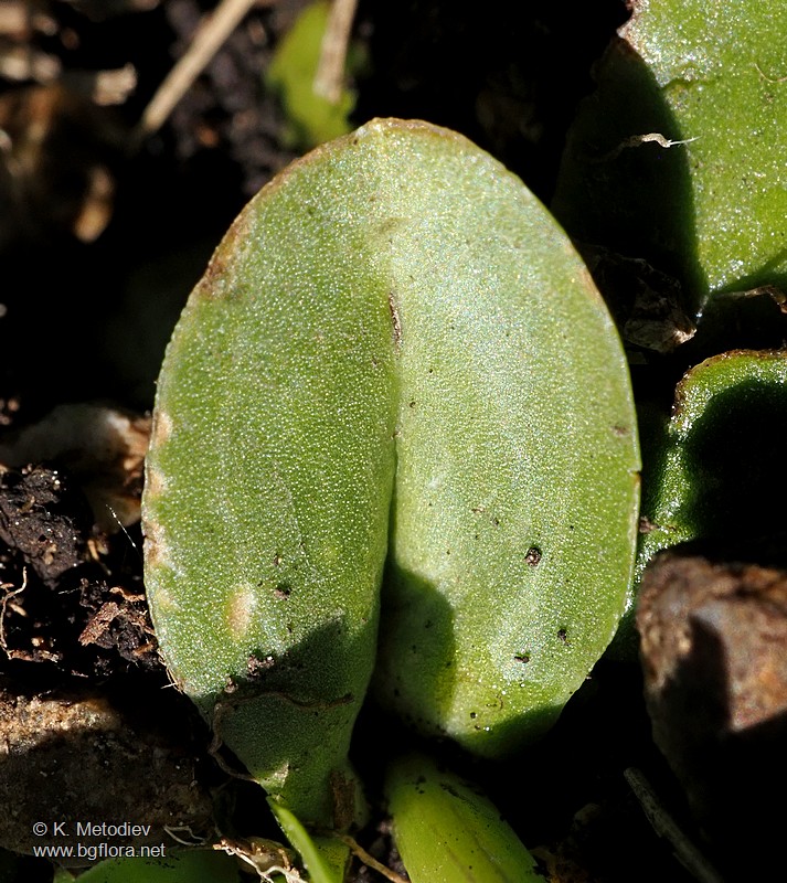 Gentiana acaulis