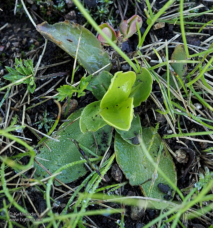 Gentiana acaulis