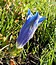 Gentiana acaulis