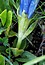 Gentiana acaulis