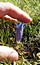 Gentiana acaulis