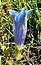Gentiana acaulis
