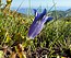 Gentiana acaulis