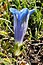 Gentiana acaulis
