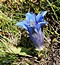 Gentiana acaulis