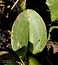 Gentiana acaulis