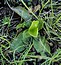 Gentiana acaulis