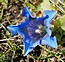 Gentiana acaulis
