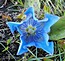 Gentiana acaulis