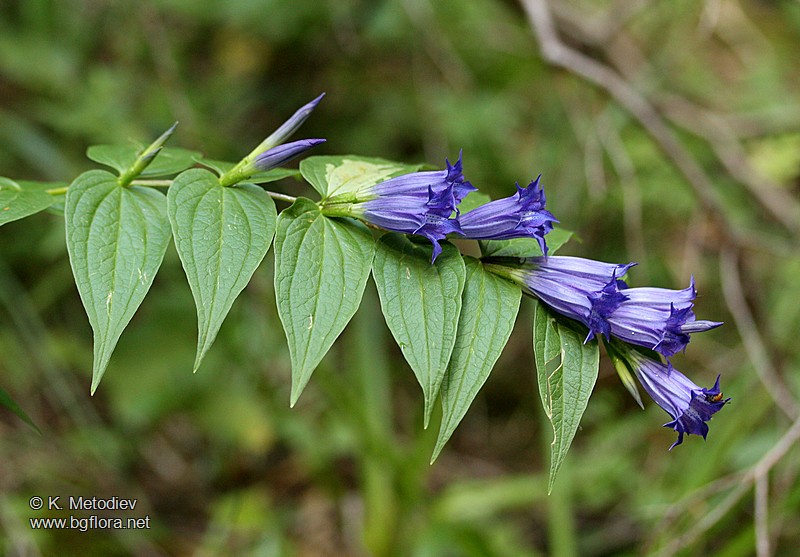 Gentiana asclepiadea