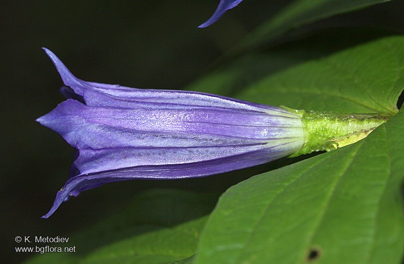 Gentiana asclepiadea