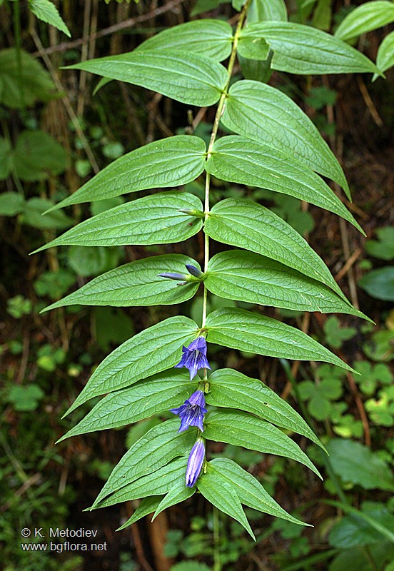 Gentiana asclepiadea