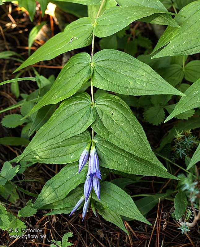 Gentiana asclepiadea