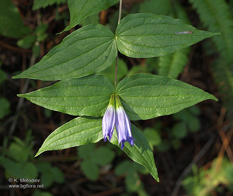 Gentiana asclepiadea