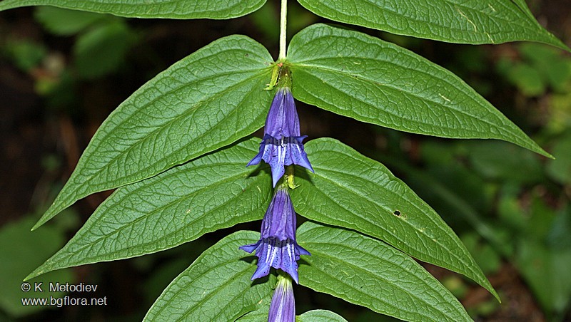 Gentiana asclepiadea