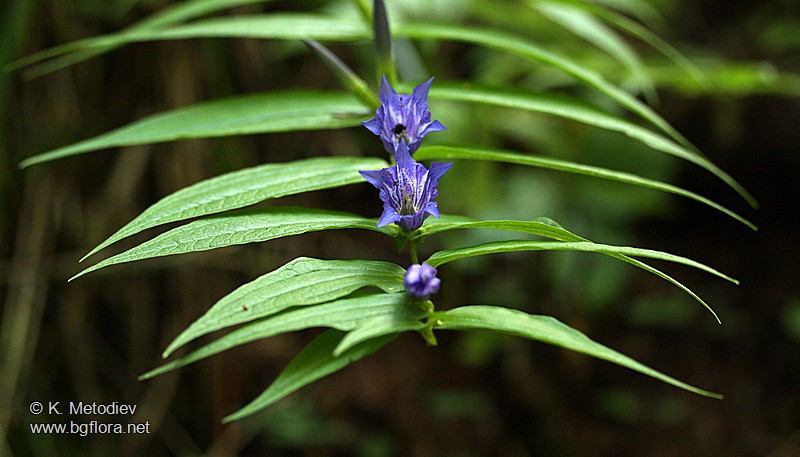 Gentiana asclepiadea