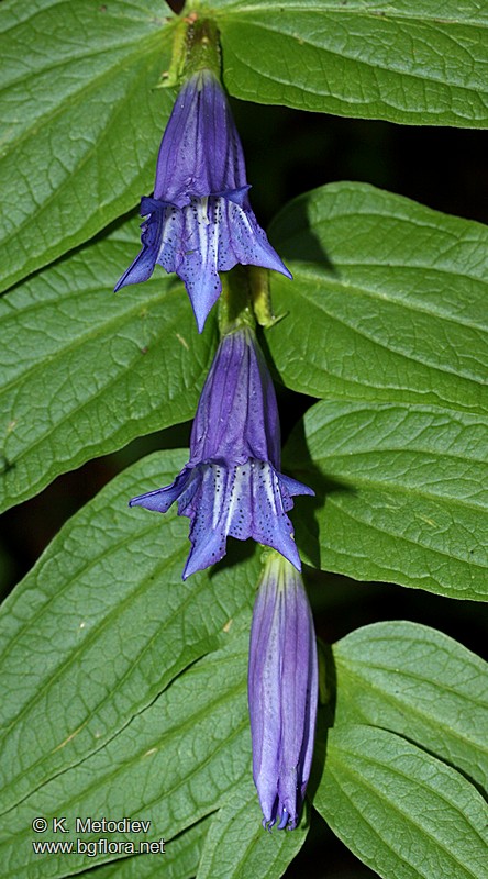 Gentiana asclepiadea