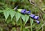 Gentiana asclepiadea