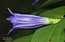 Gentiana asclepiadea