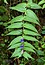 Gentiana asclepiadea