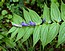 Gentiana asclepiadea