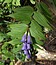 Gentiana asclepiadea