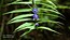 Gentiana asclepiadea