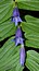 Gentiana asclepiadea