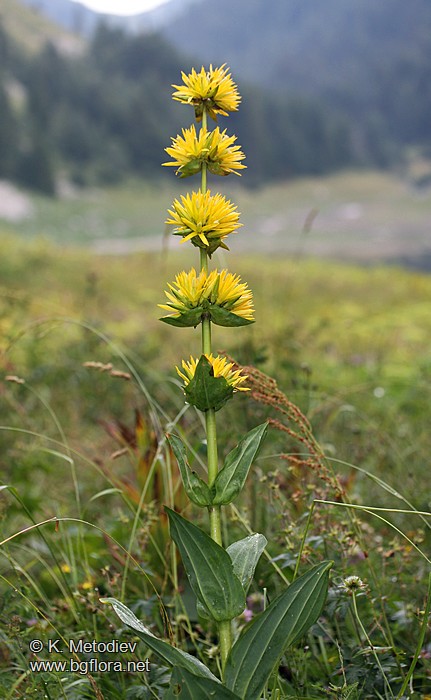 Gentiana lutea