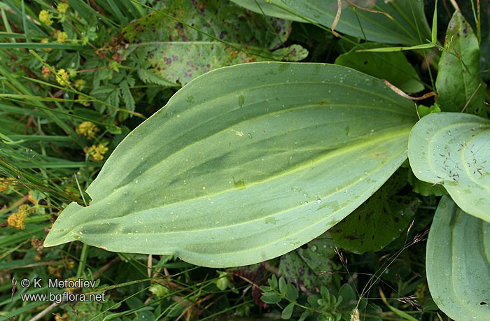 Gentiana lutea