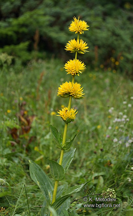 Gentiana lutea