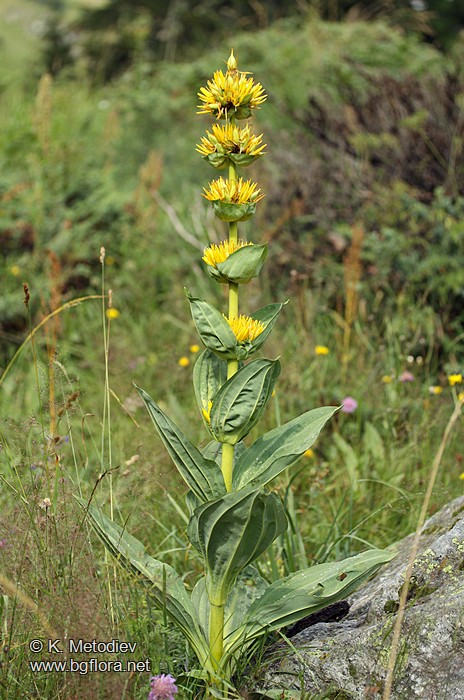 Gentiana lutea