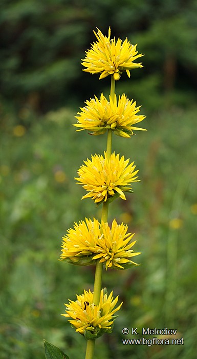 Gentiana lutea